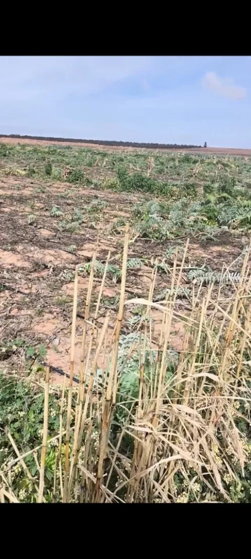 Vente Terrain Agricole Djelfa Benhar