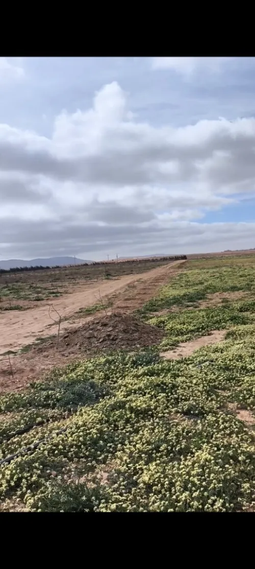 Vente Terrain Agricole Djelfa Benhar