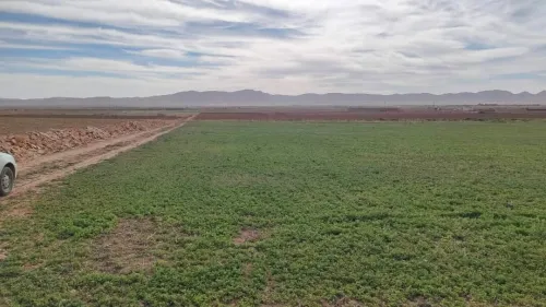 Vente Terrain Agricole Djelfa Benhar