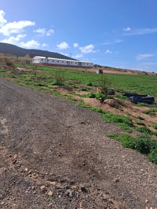 Vente Terrain Agricole Mascara Bou henni