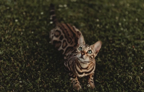 Chatons bengal disponible 