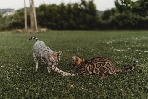 Chatons bengal disponible 