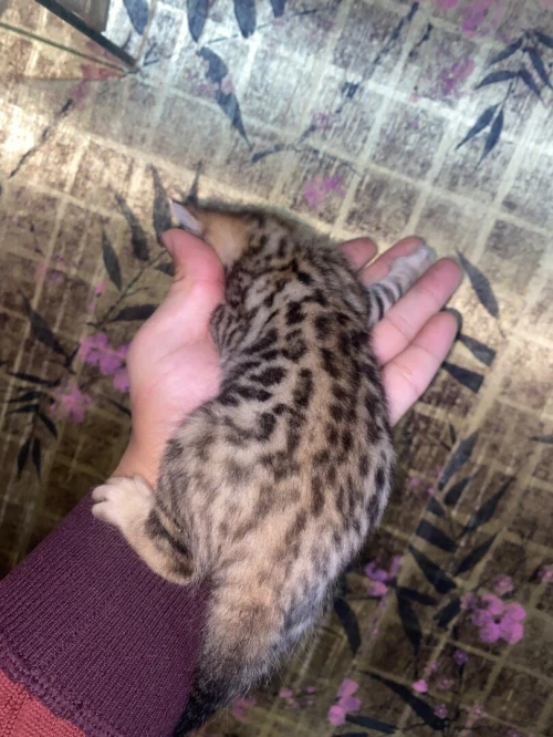 Chat Bengal Tigre 