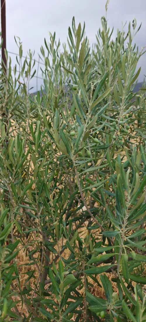 Vente Terrain Agricole Batna Djerma