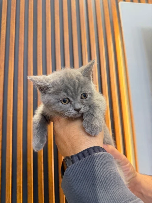 Chaton British shorthair
