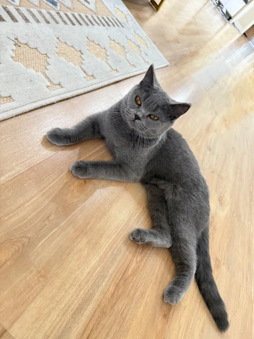 Chaton British shorthair