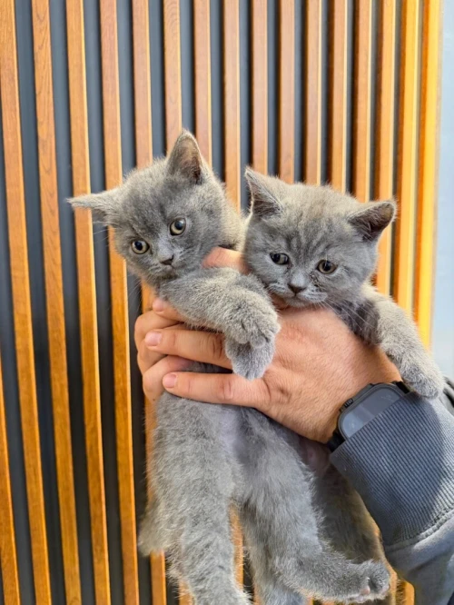 Chaton British shorthair