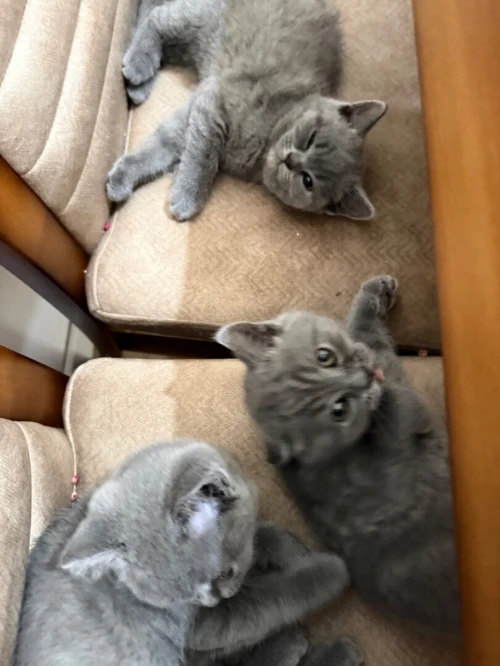 Chaton British shorthair