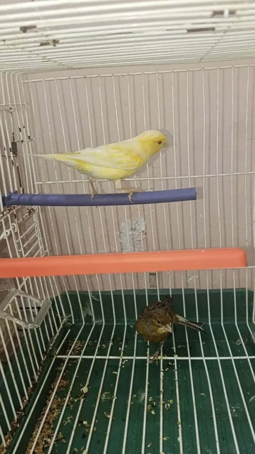Couple canari