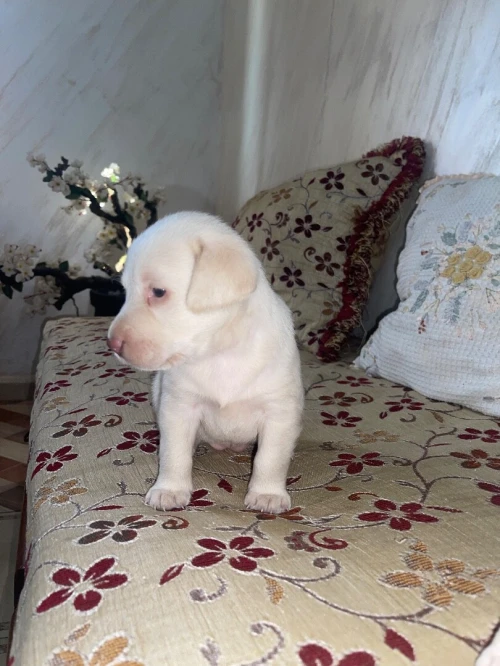 Chiots labrador pure race âge 28j 