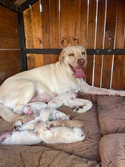 Chiots Labrador pure race à vendre 