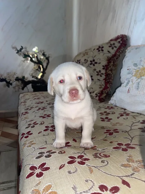 Chiots labrador pure race âge 28j 