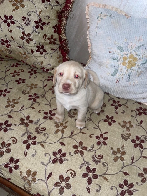 Chiots labrador pure race âge 28j 