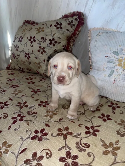 Chiots labrador pure race âge 28j 