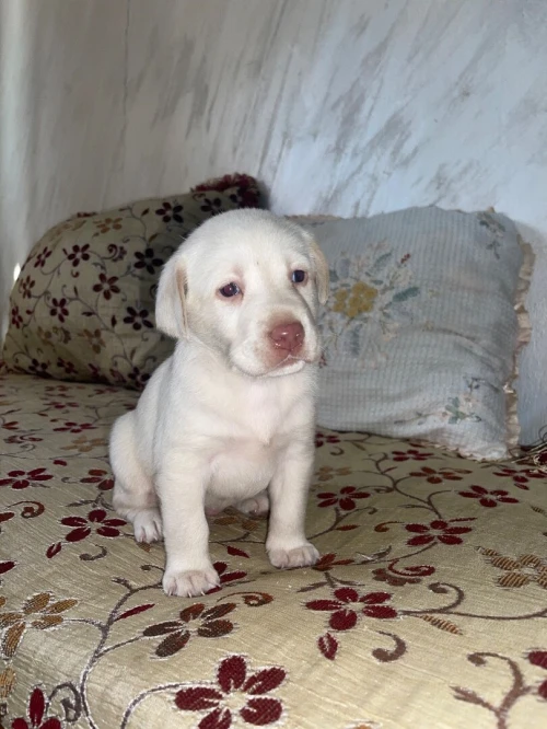 Chiots labrador pure race âge 28j 