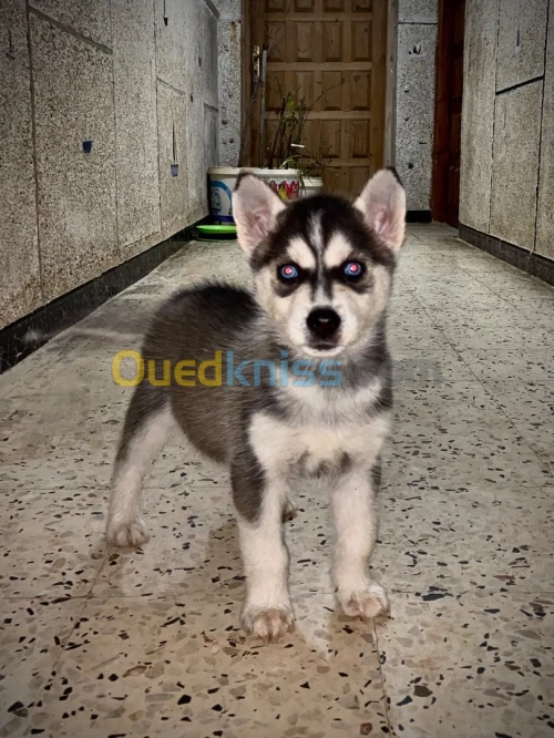 Husky age 45j à vendre 