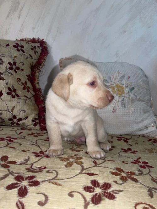 Chiots labrador pure race âge 28j 