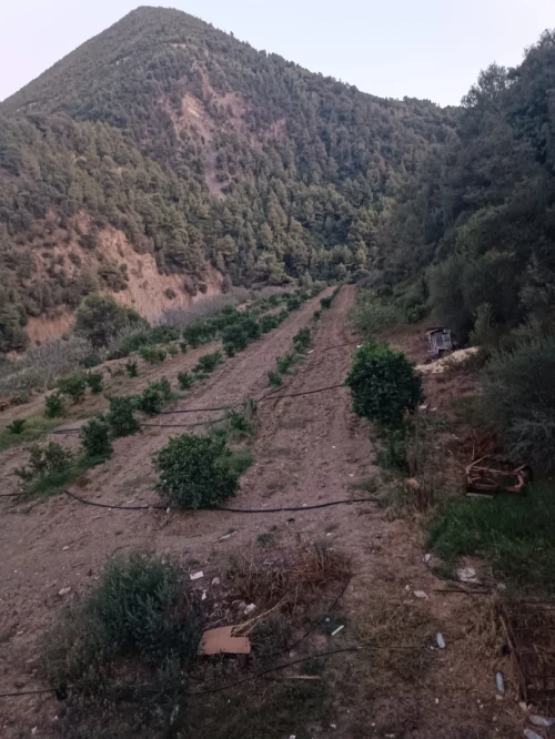Vente Terrain Blida Hammam melouane