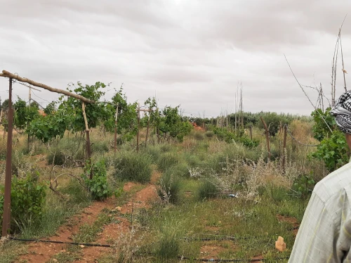 Vente Terrain Agricole Saïda Sidi ahmed