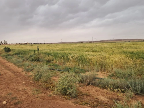 Vente Terrain Agricole Saïda Sidi ahmed