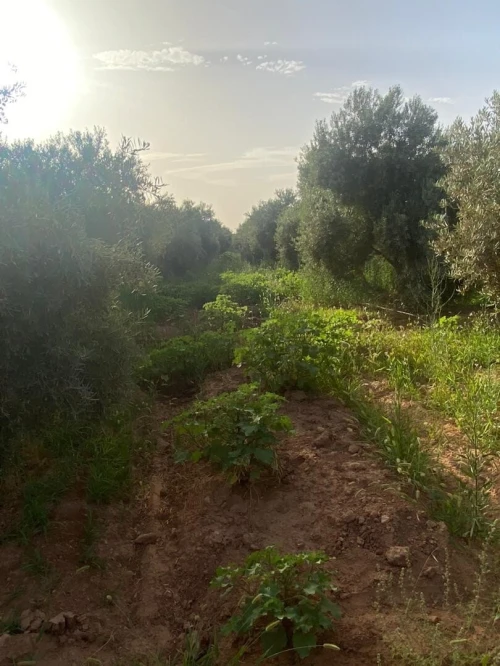 Vente Terrain Agricole Saïda Sidi ahmed