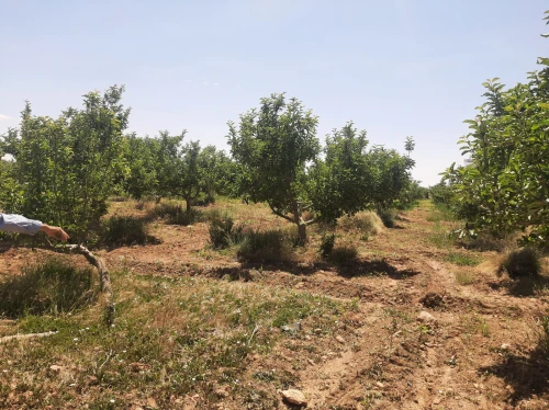 Vente Terrain Agricole Saïda Sidi ahmed