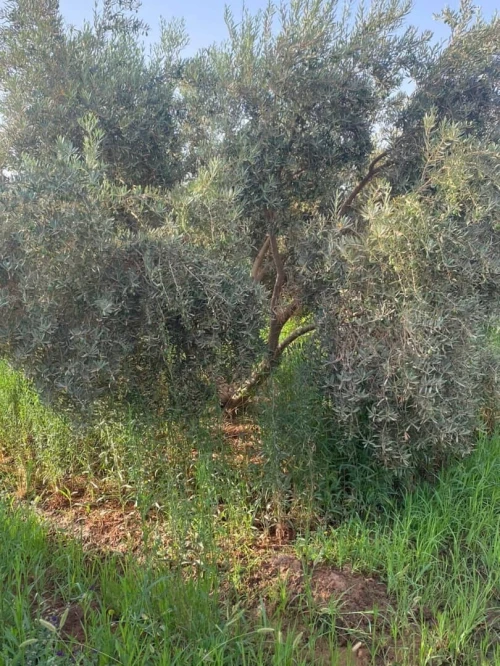 Vente Terrain Agricole Saïda Sidi ahmed