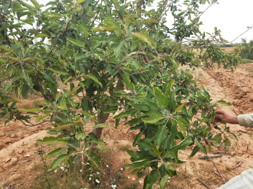Vente Terrain Agricole Saïda Sidi ahmed