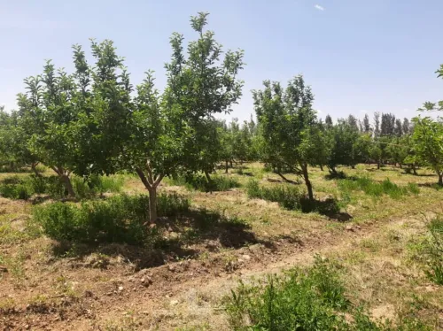 Vente Terrain Agricole Saïda Sidi ahmed