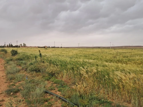 Vente Terrain Agricole Saïda Sidi ahmed