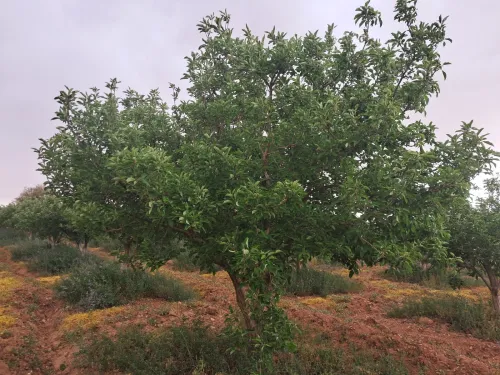 Vente Terrain Agricole Saïda Sidi ahmed