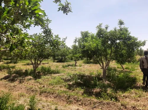 Vente Terrain Agricole Saïda Sidi ahmed