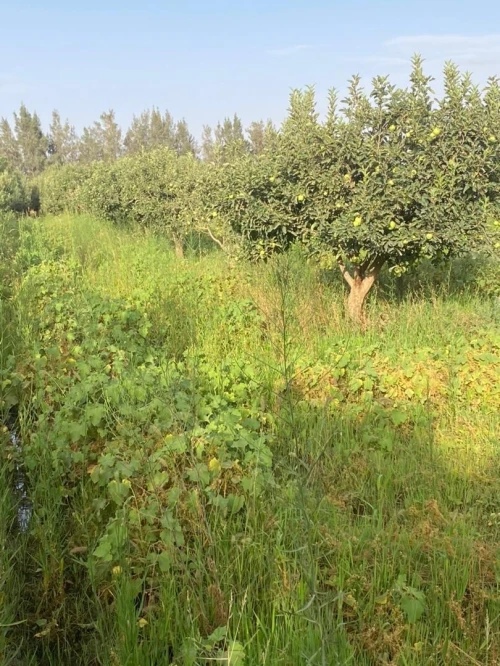 Vente Terrain Agricole Saïda Sidi ahmed
