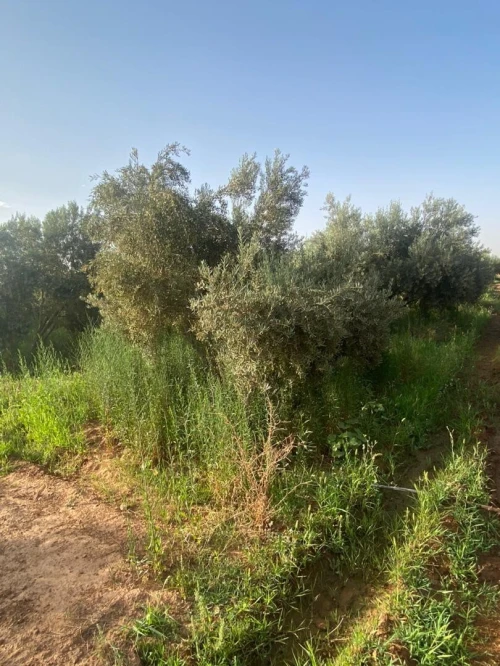 Vente Terrain Agricole Saïda Sidi ahmed