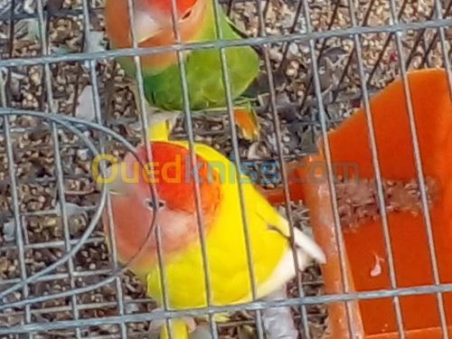 كوبلة انسيبارابل