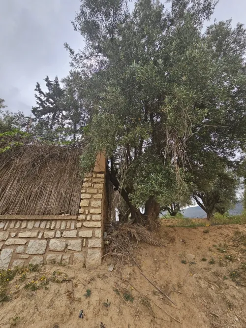 Vente Terrain Tlemcen Chetouane