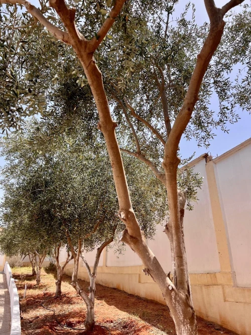 Vente Villa Mostaganem Mostaganem