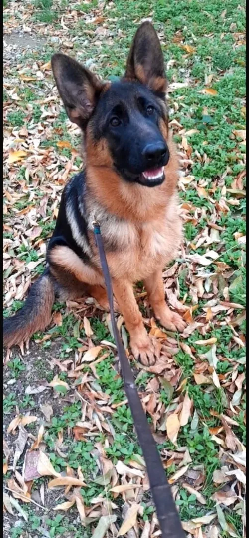 Berger allemand pedigree