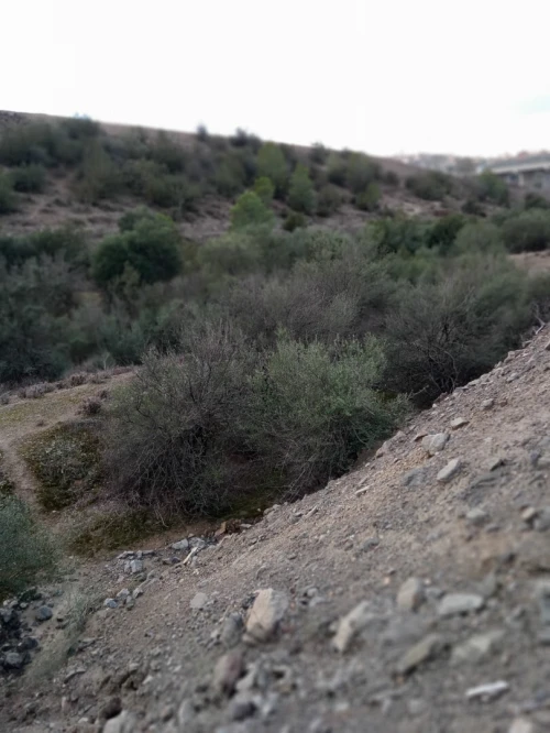 Vente Terrain Béjaïa Boudjellil