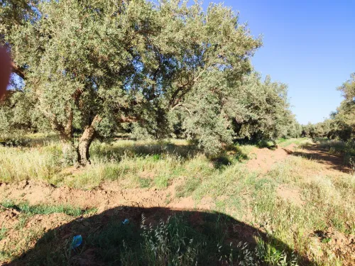 Vente Terrain Agricole Mascara Bou henni