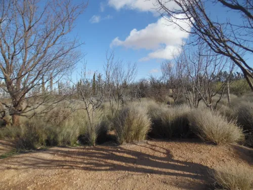 Vente Terrain Djelfa Djelfa