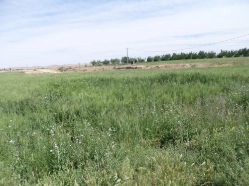 Vente Terrain Djelfa Djelfa