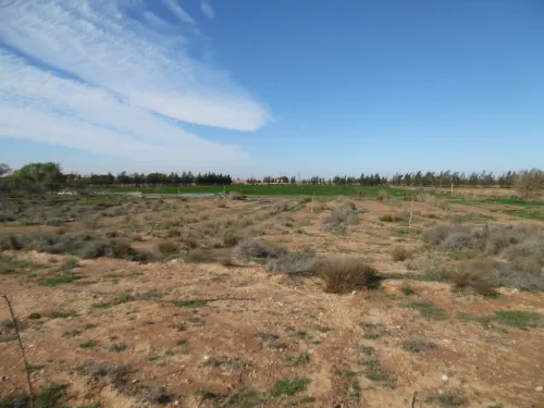 Vente Terrain Agricole Djelfa Djelfa