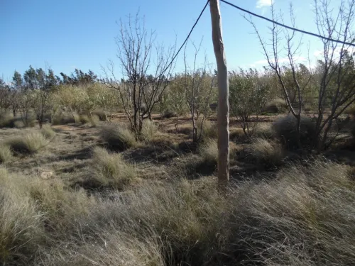 Vente Terrain Djelfa Djelfa