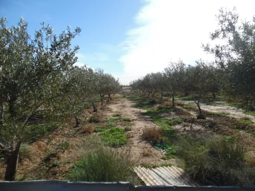 Vente Terrain Agricole Djelfa Djelfa