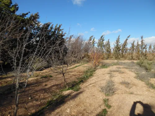 Vente Terrain Djelfa Djelfa