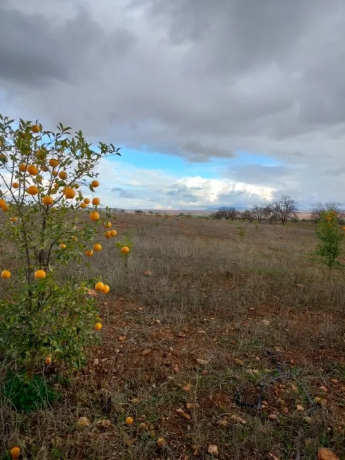 Vente Terrain Agricole Tlemcen Hennaya