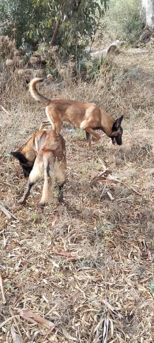 Malinois charbonnés puissants 7 mois  Dressage facile