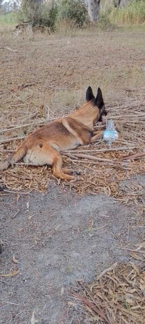 Donnation deux chiots Malinois de 8 mois  vaccinés, en très bonne santé . Alger