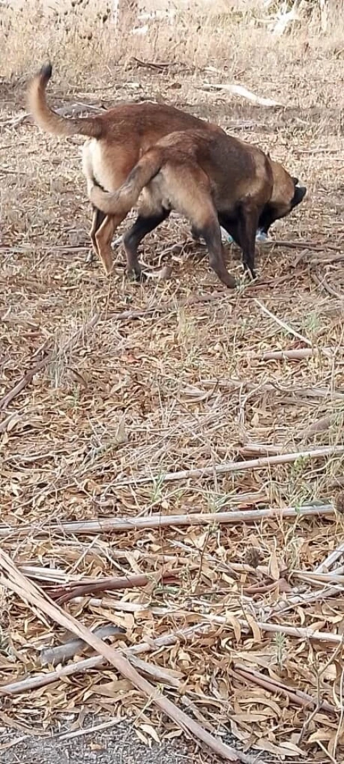 Donnation deux chiots Malinois de 8 mois  vaccinés, en très bonne santé . Alger